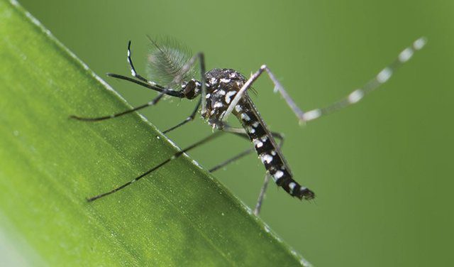 Các loại muỗi gây hại-muỗi Aedes